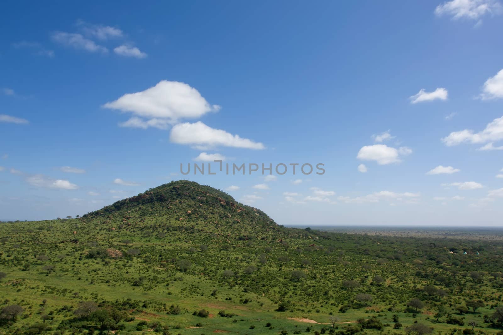 african savannah