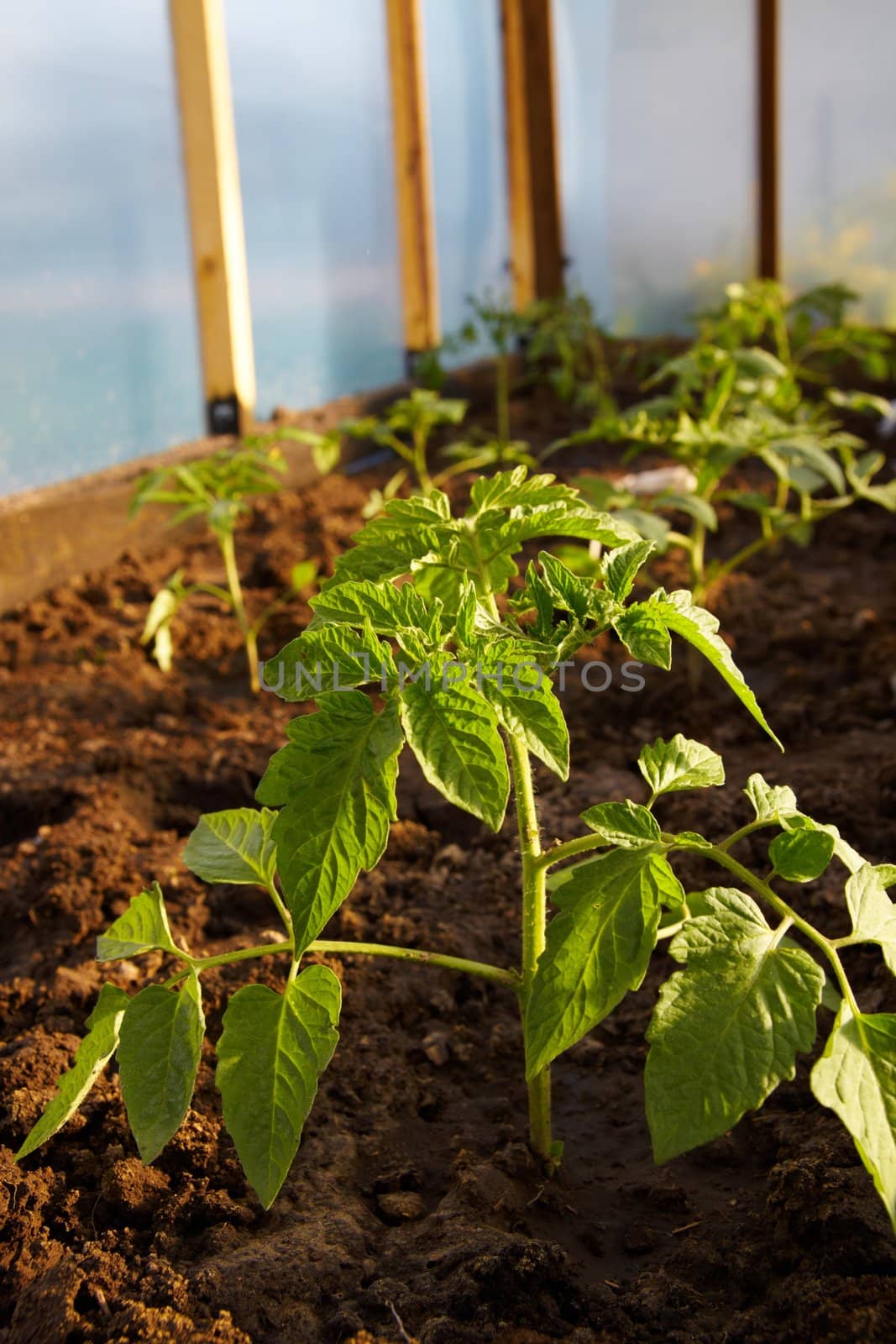 Tomatoe plant by Nikonas