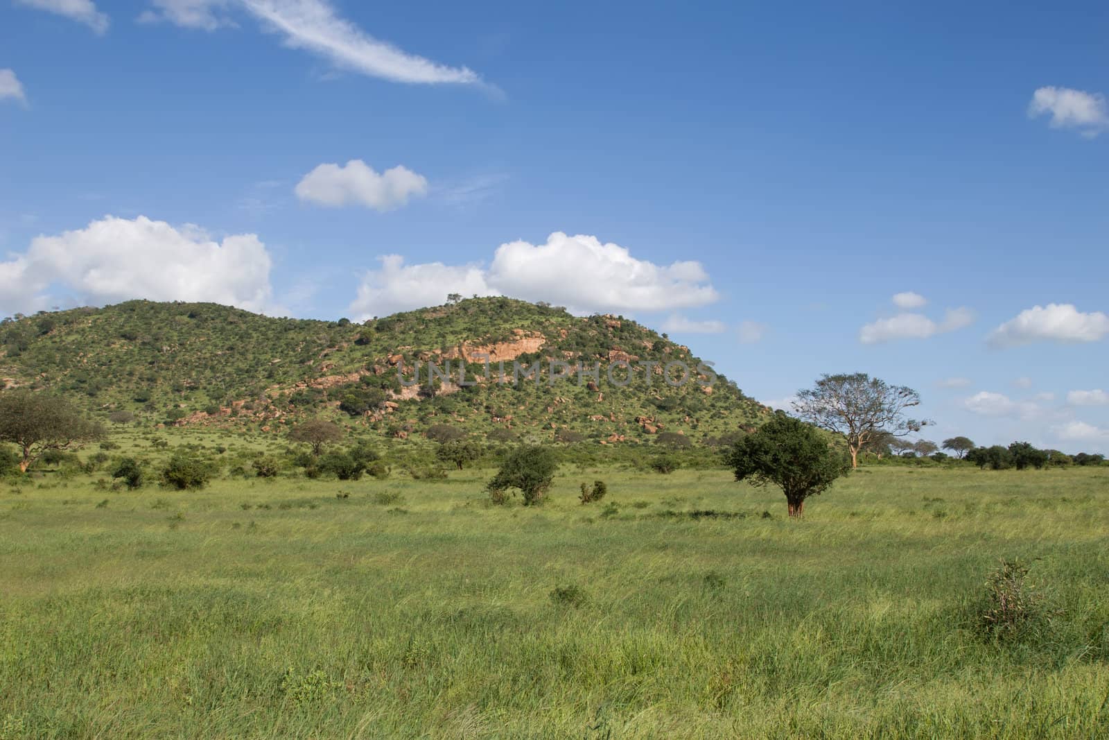 african savannah
