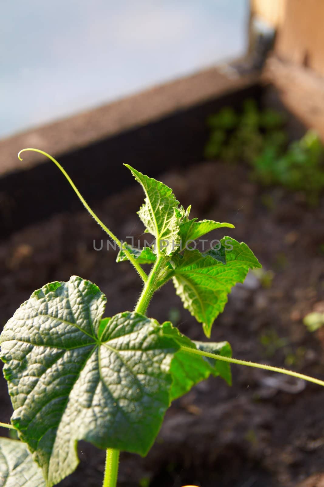 Young cucumber plant in hothouse