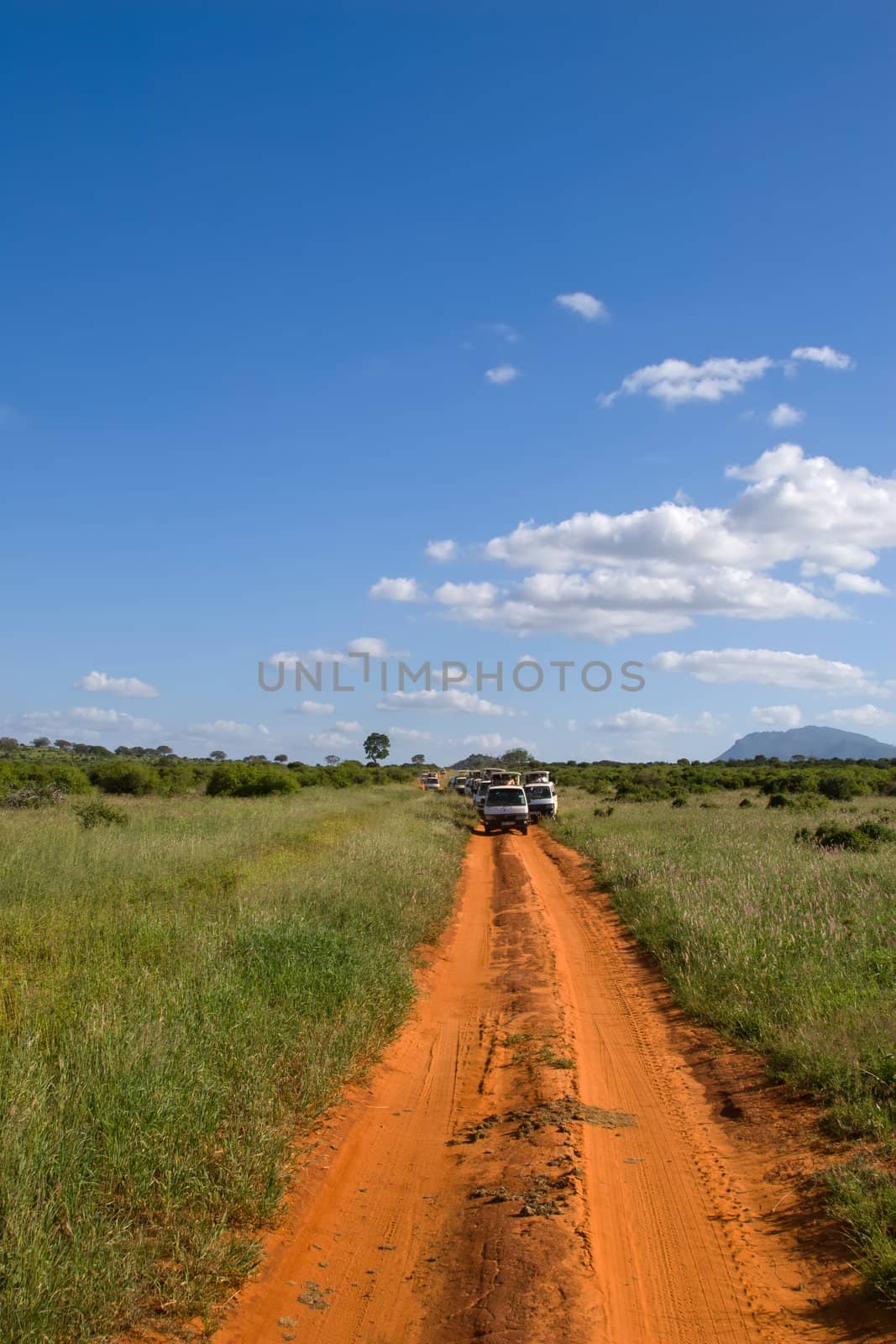 african savannah
