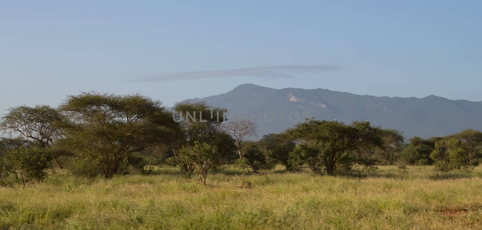 african savannah