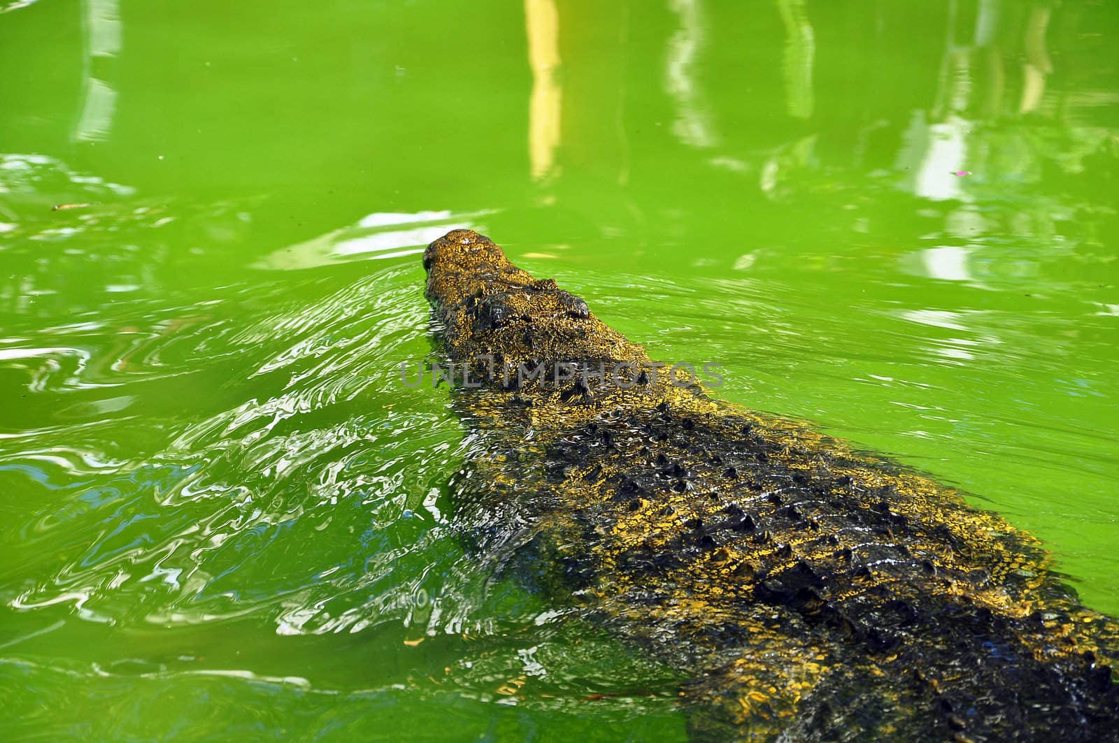 Crocodile by vas25