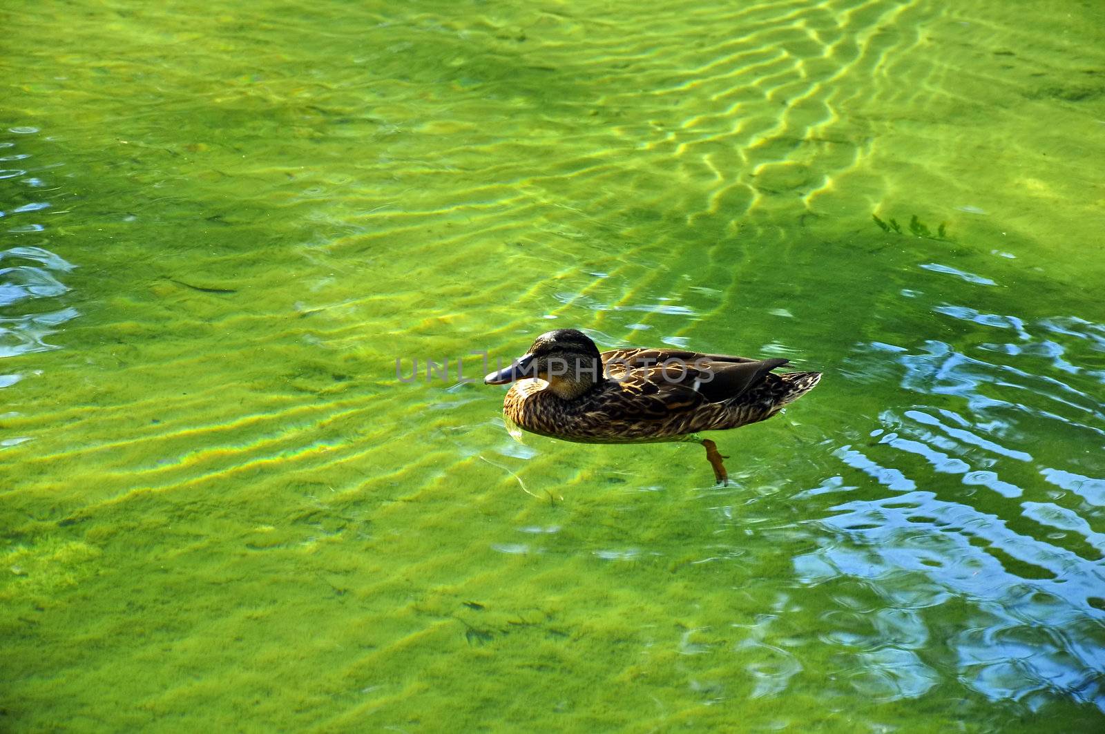 swimming wing wild lake beak feathers duck
