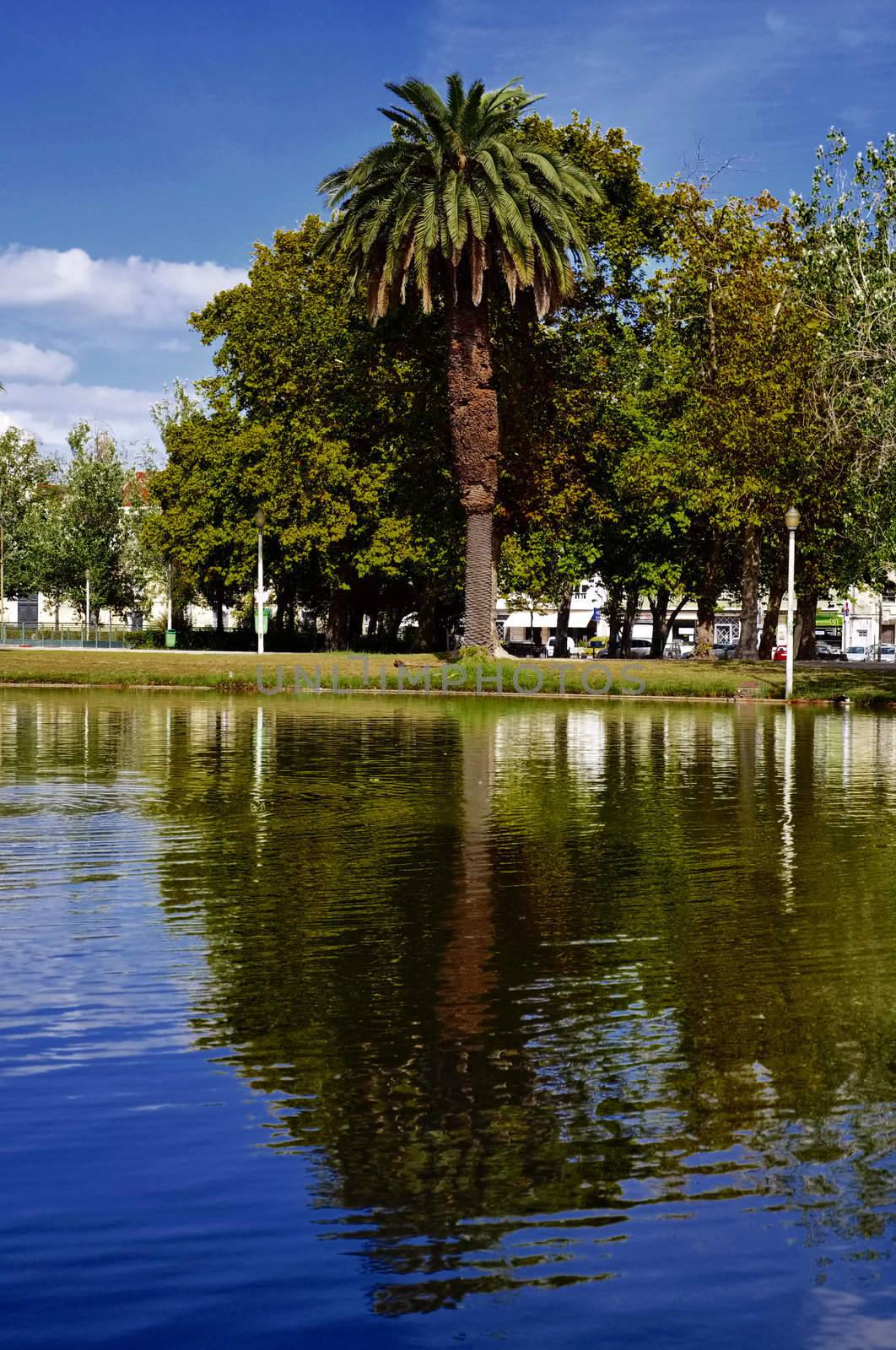 portugal lisbon tree view park architectur culture relaxation green