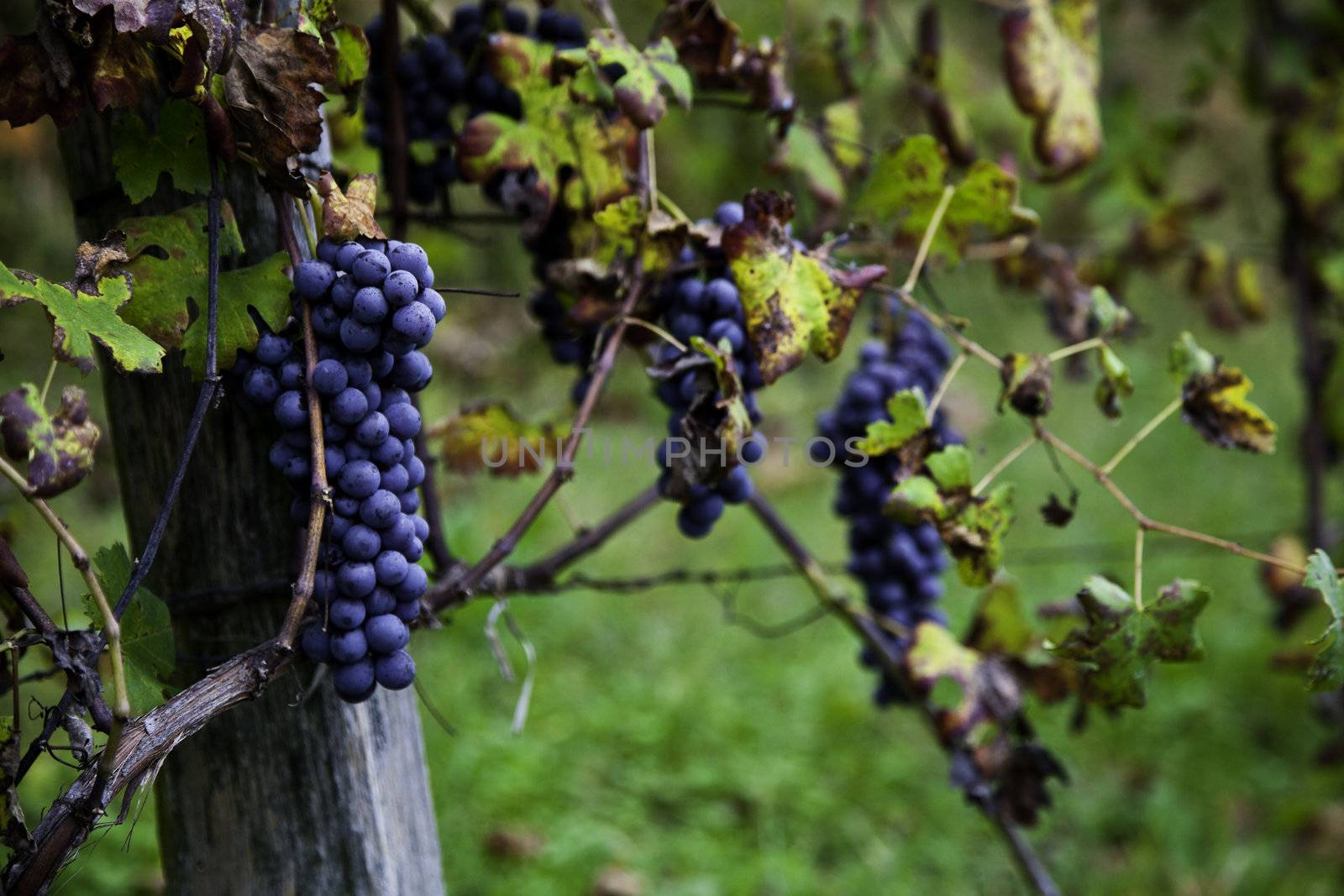 Piemonte: Italian wineyard at the beginning of October