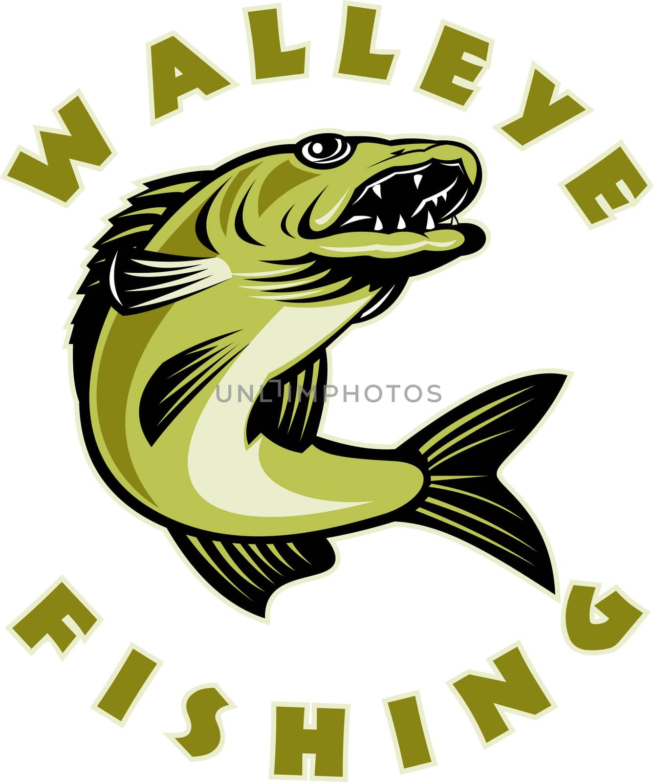 Walleye fish jumping Sander vitreus by patrimonio