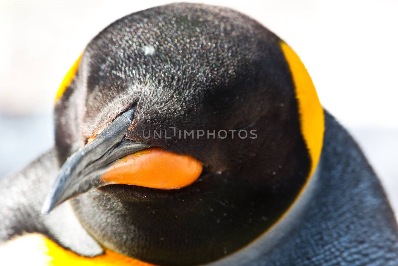 Latin name  Aptenodytes Patagonica, tipical of Falkland Islands
