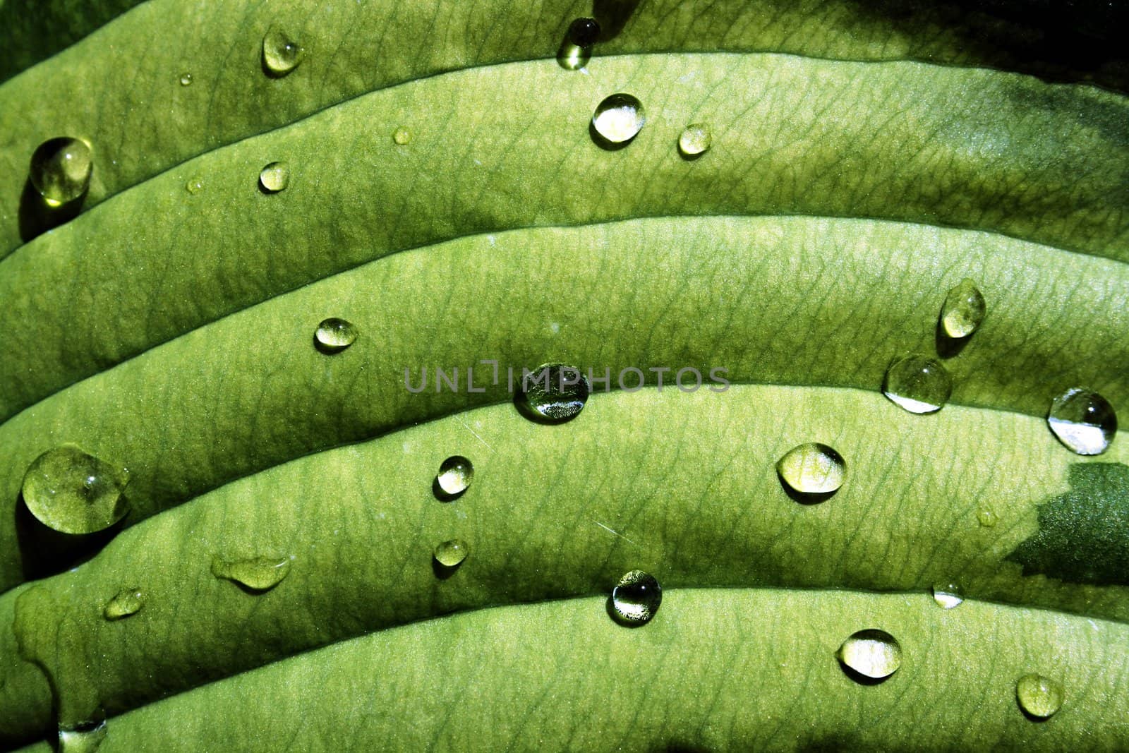 Spread out water drops on coarse leaf