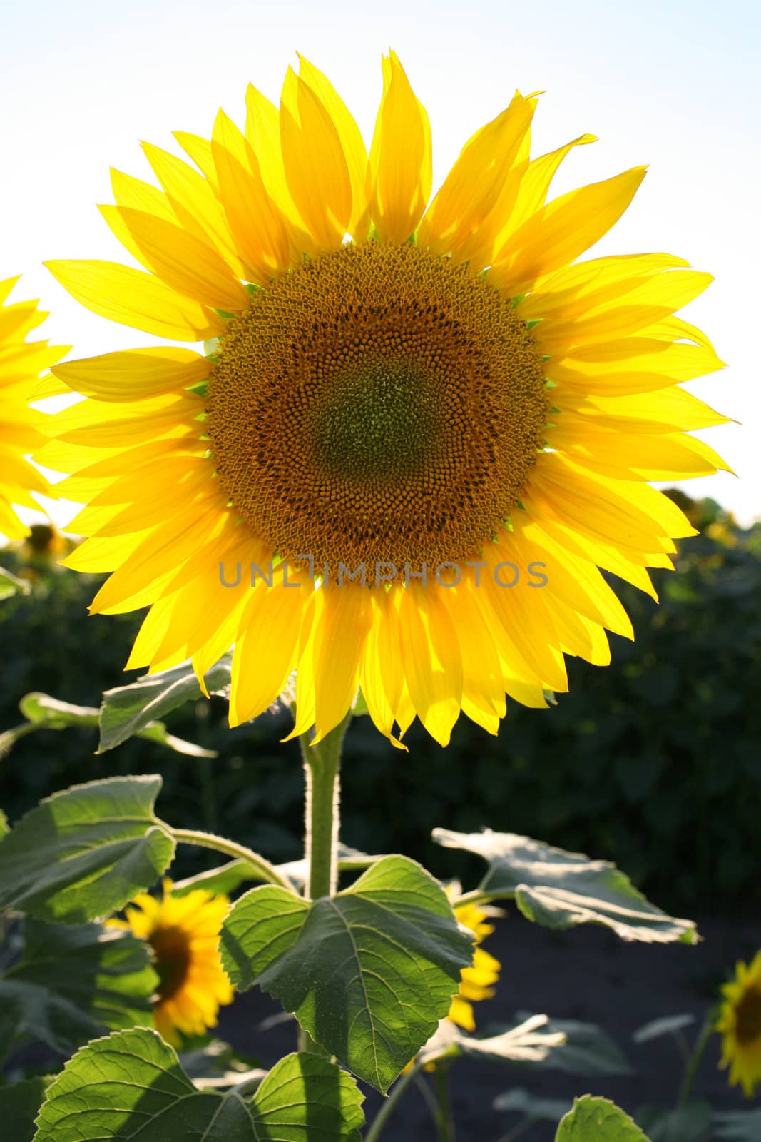 sunflower standing in field