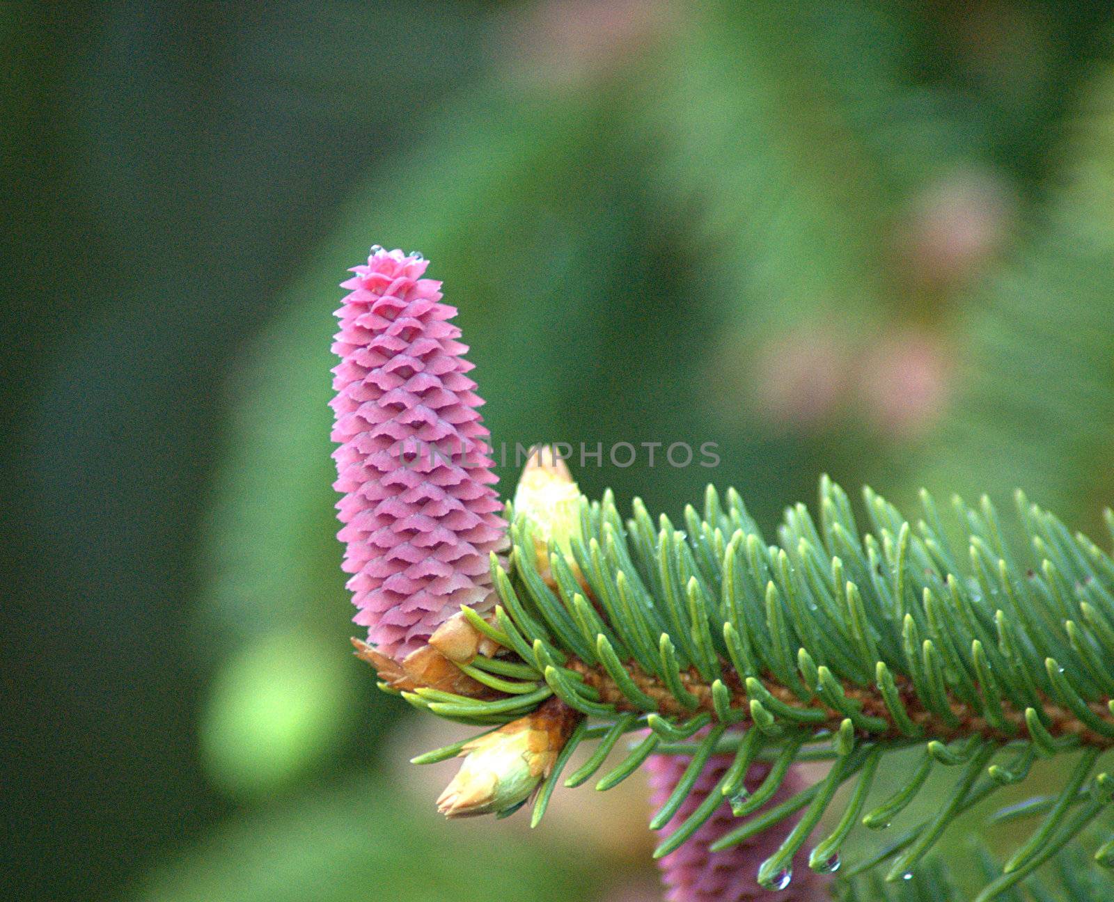 Single purple/pink female spruce cone
