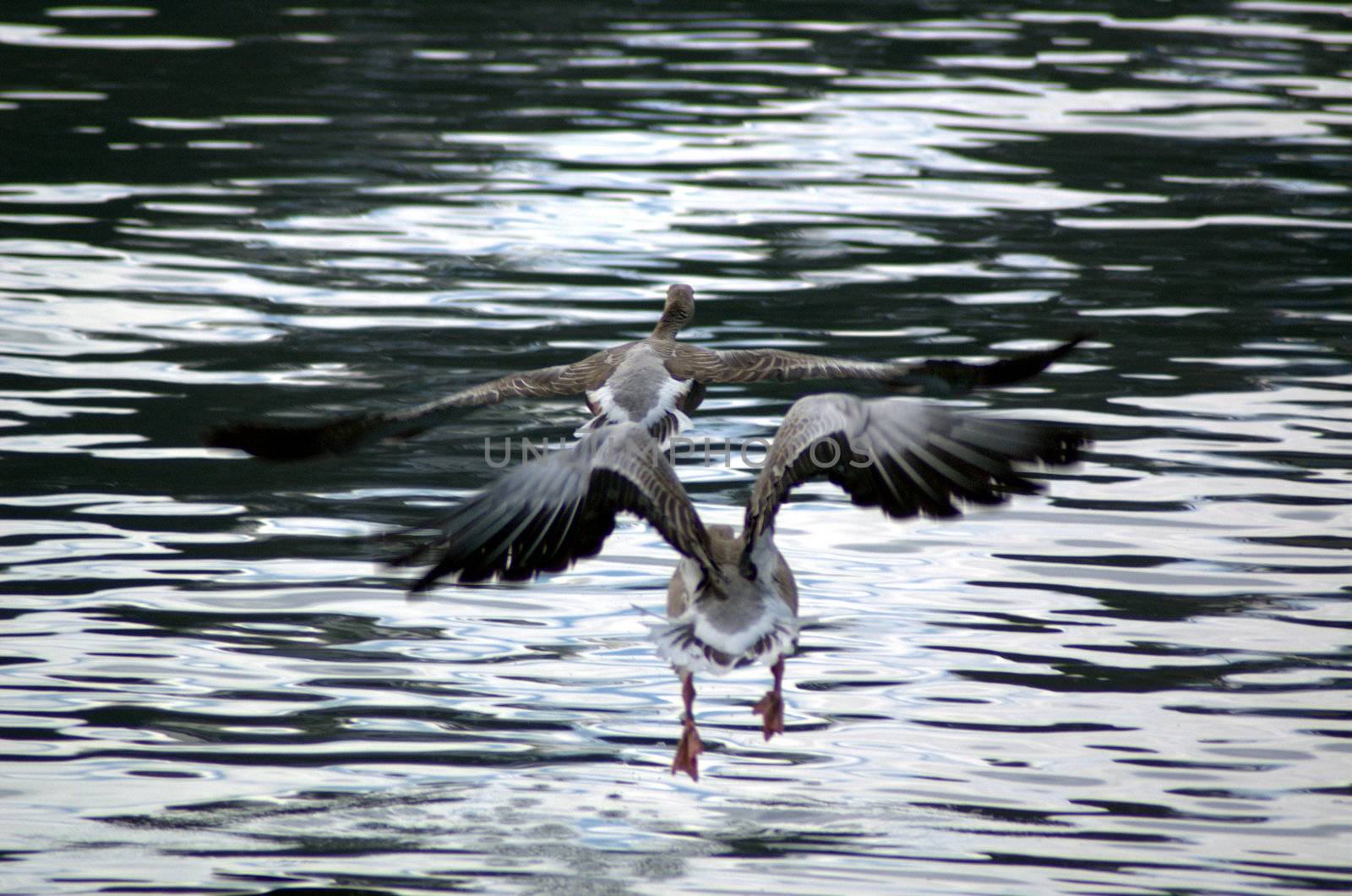 Two geese taking off from the water in a hurry