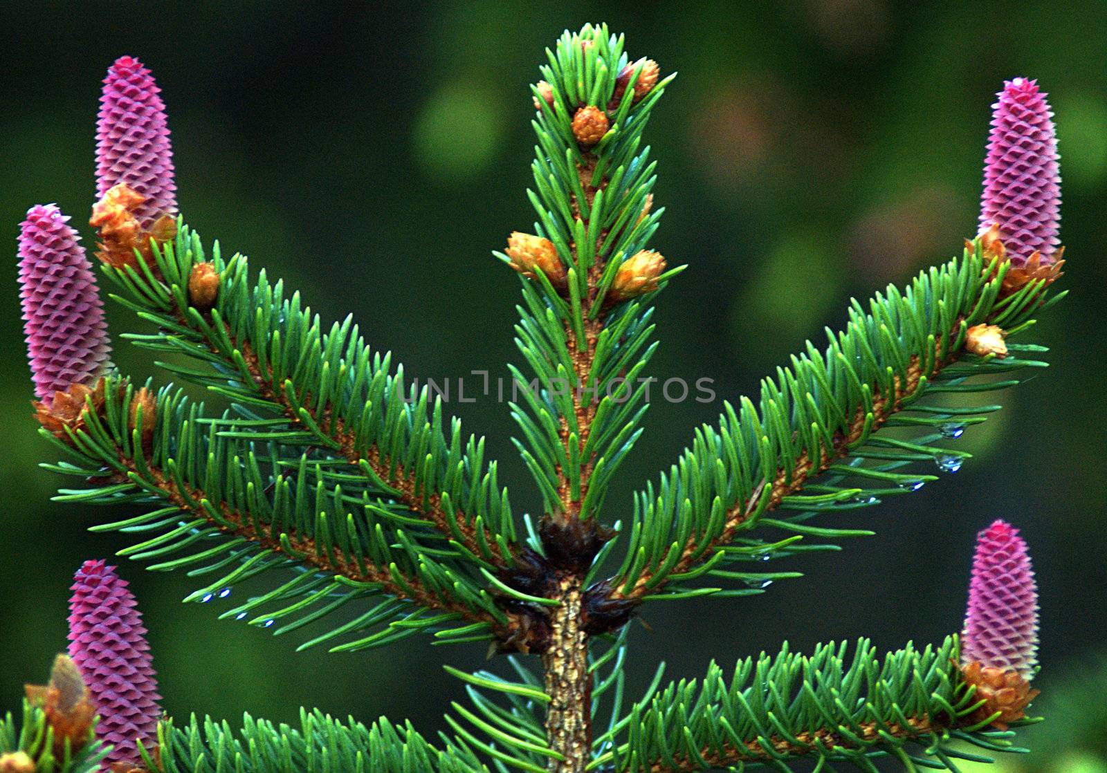 Spruce cones by sundaune