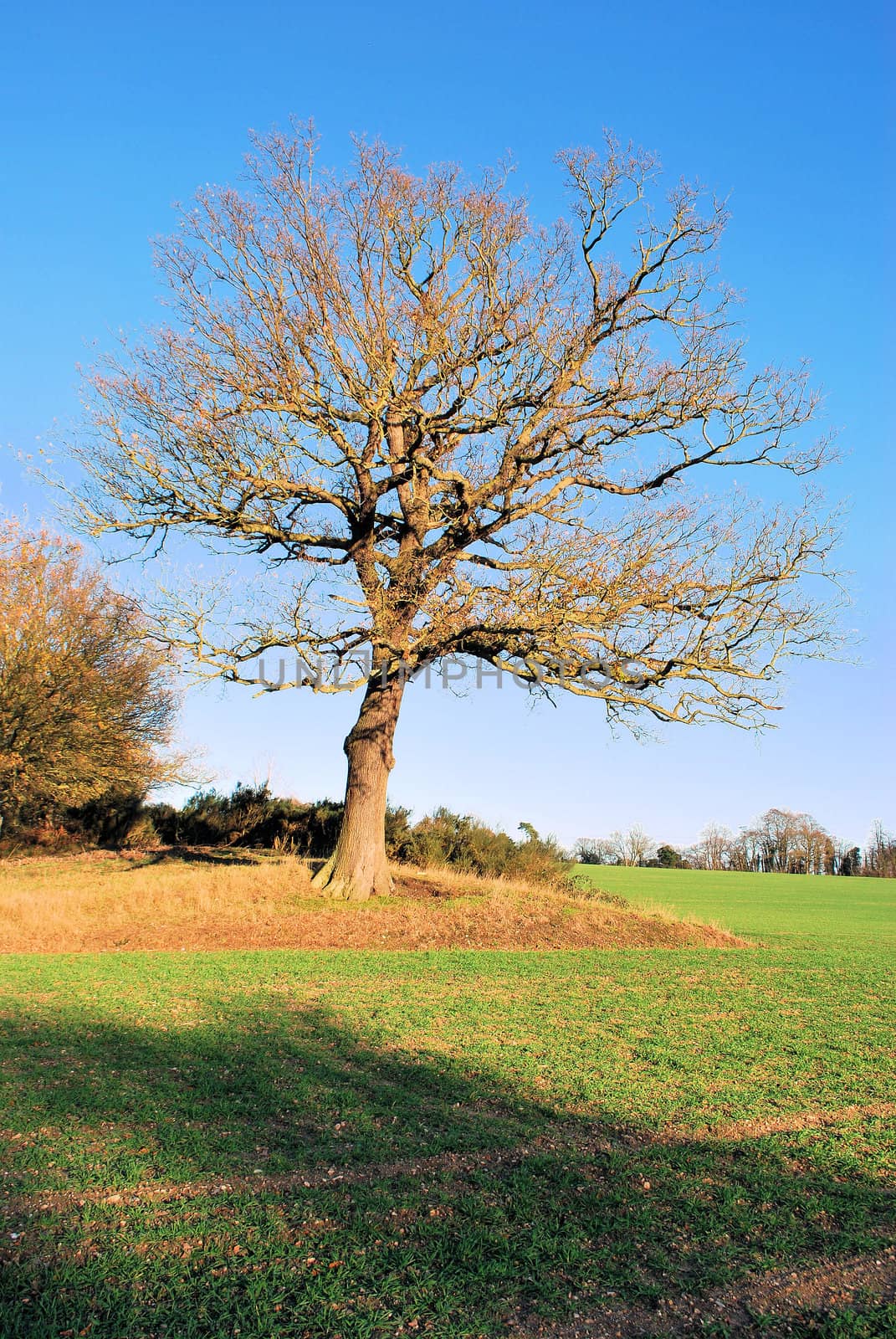 Bare tree in winter sun