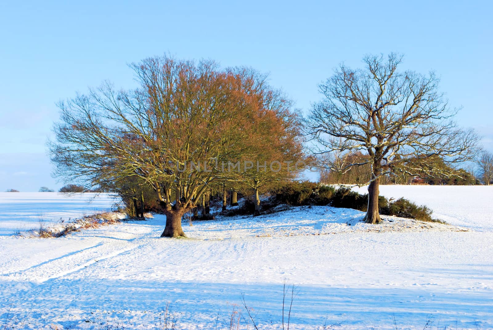 Bare winter trees in snow