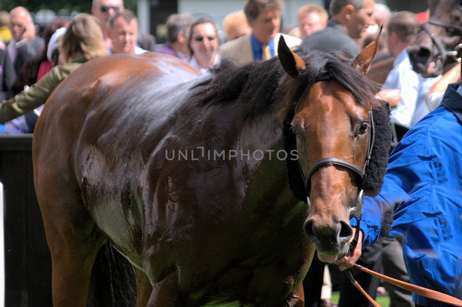 Race horse in parade ring after race
