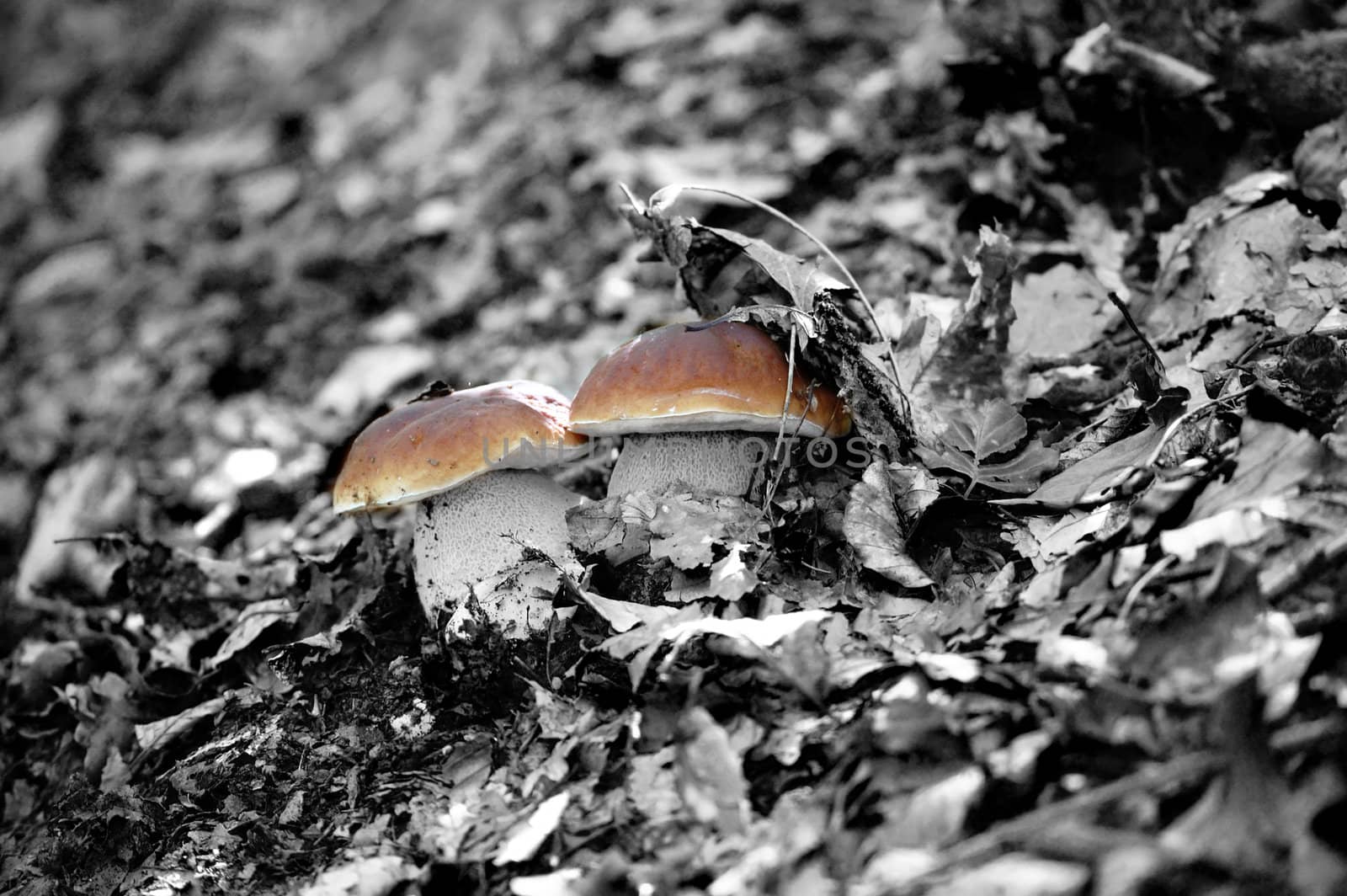 wild twins mushrooms, black and white with spot color
