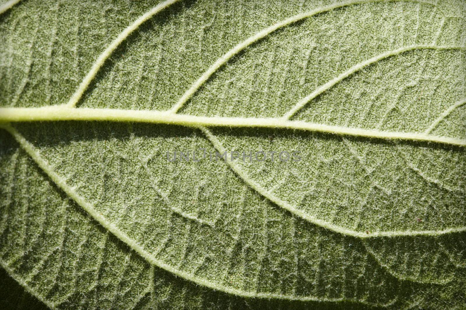 Green leaf plants with veins close up