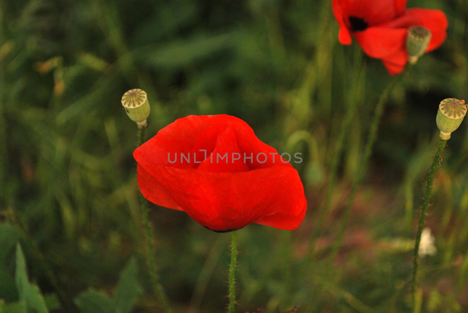 Close up of two poppies growing in a field
