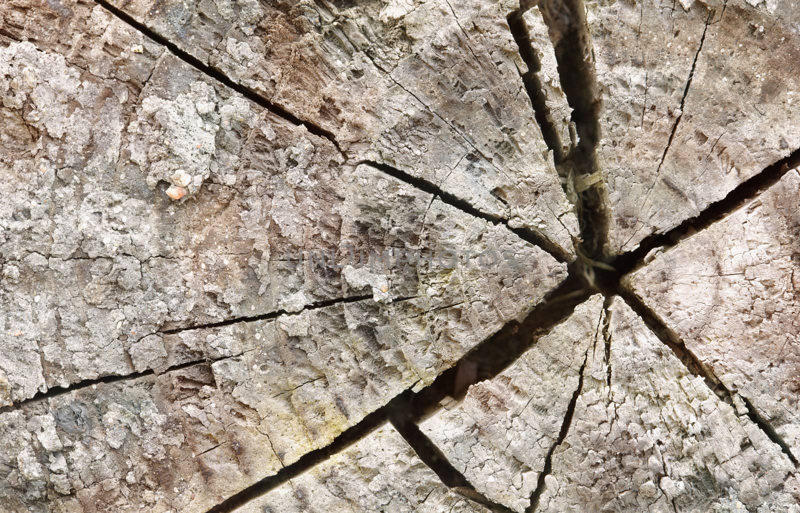 Large cracks at the end of an old rotten log