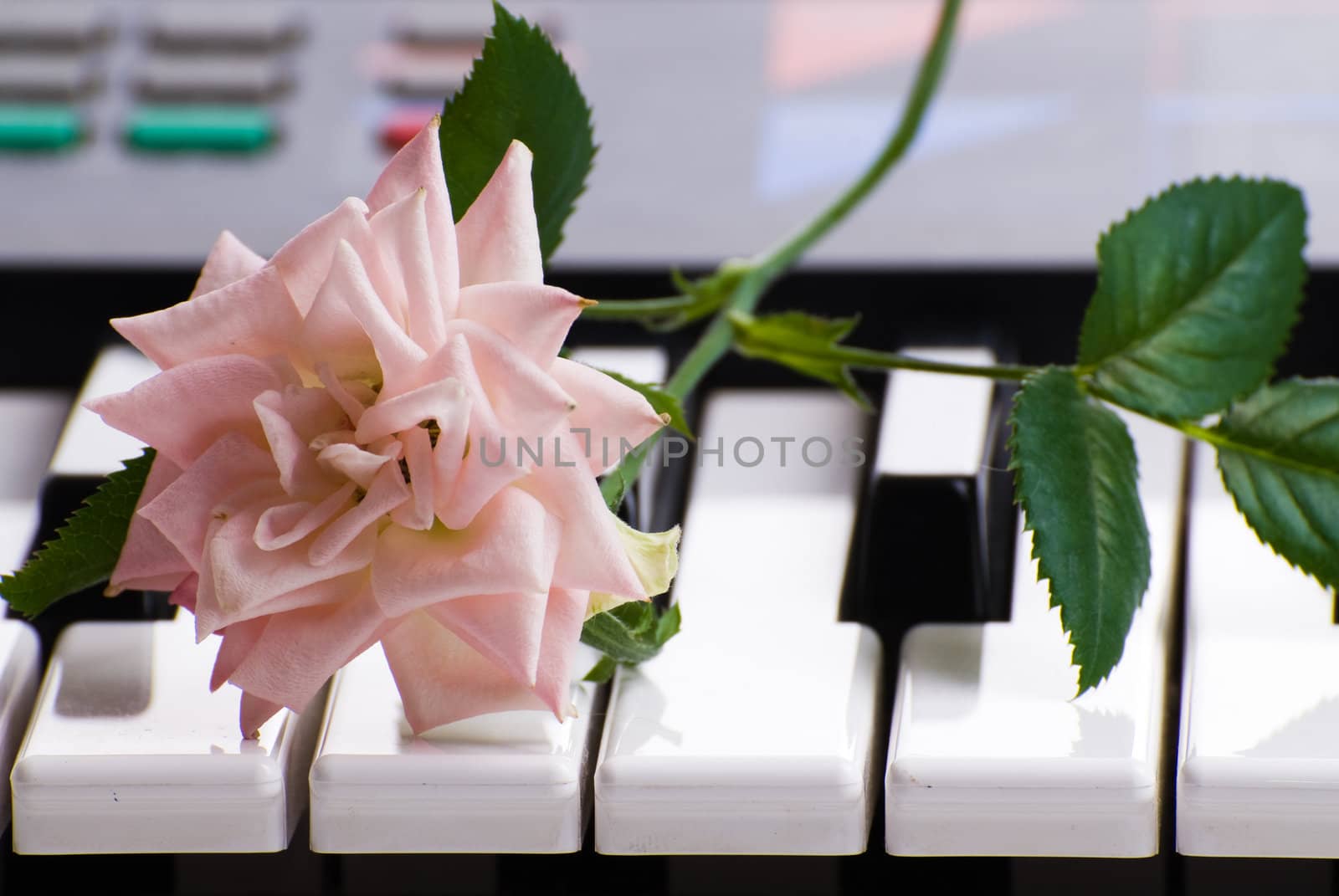 Closeup view of an open rose lying on the keys of an electronic keyboard