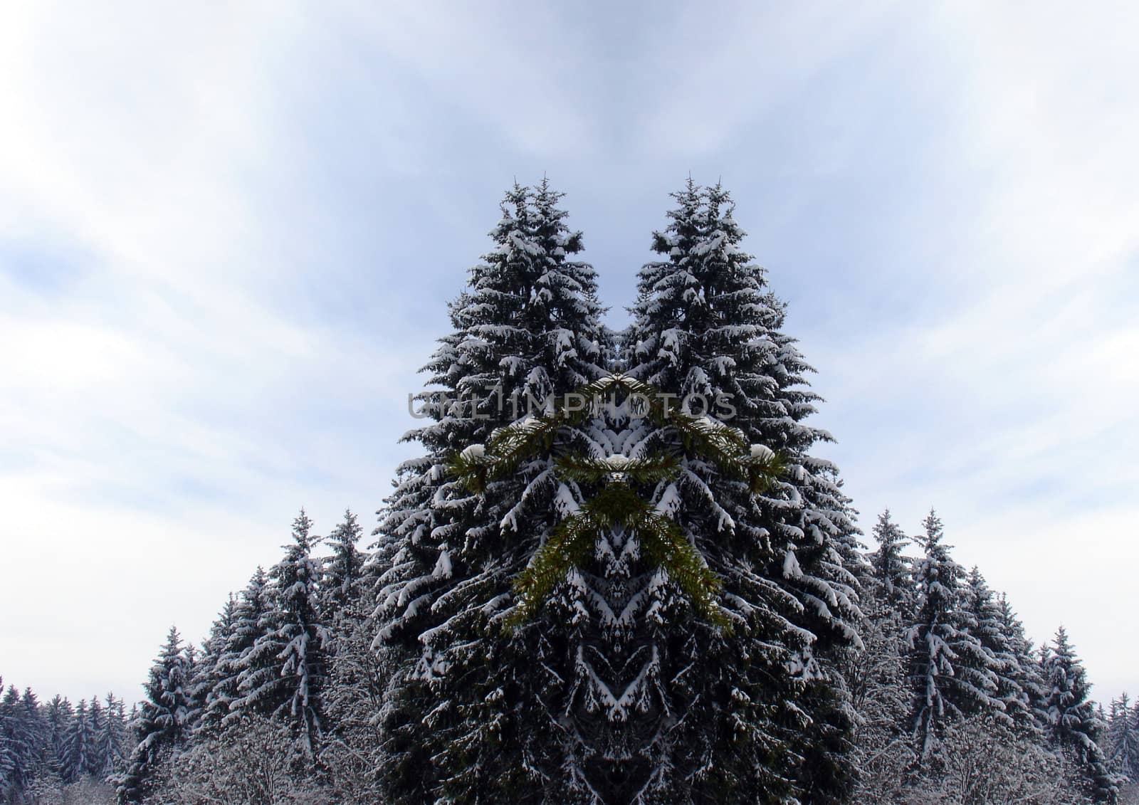 winter snow covered fir trees on mountainside on blue sky background