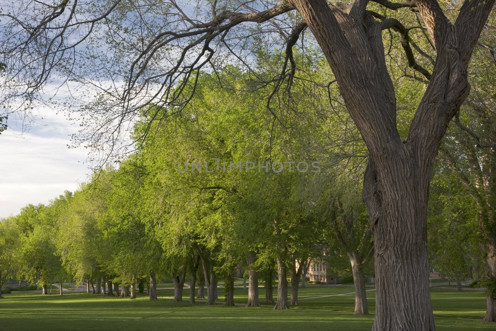 Alley with old American elm trees at the Oval of Colorado State University campus - landmark of Fort Collins