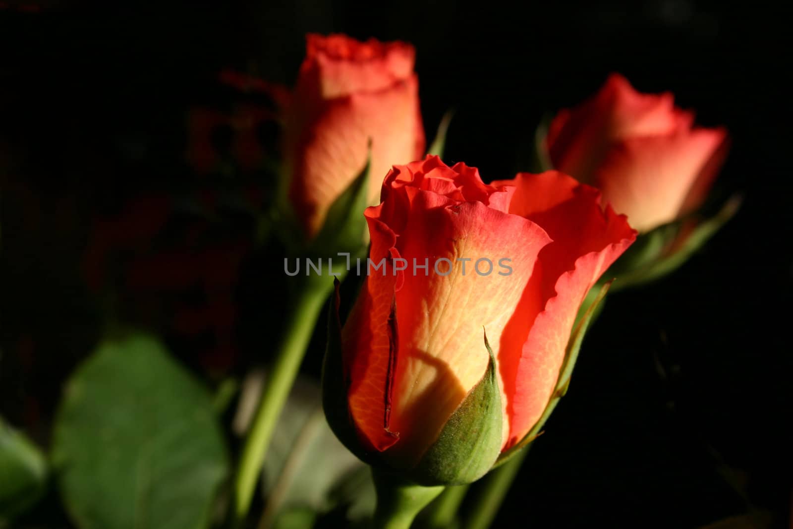 rosebuds over a dark background