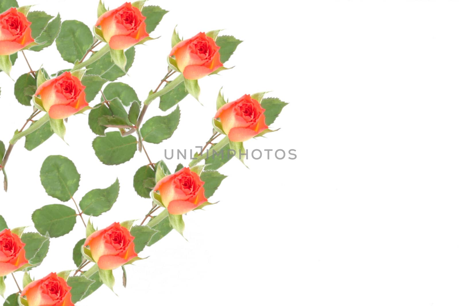 illustration of a heart of roses set to the side of the image