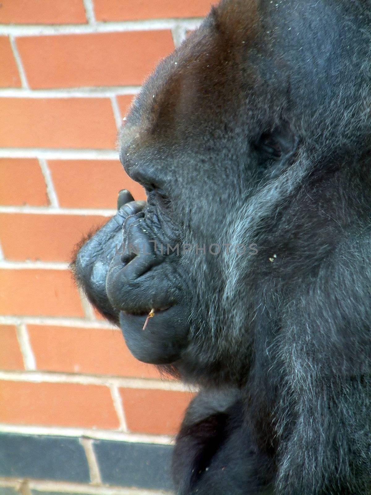 gorrilla feeding as it sits in the corner of its cage