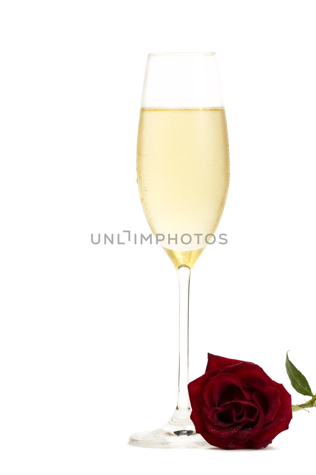 cold glass of champagne with a wet red rose on white background