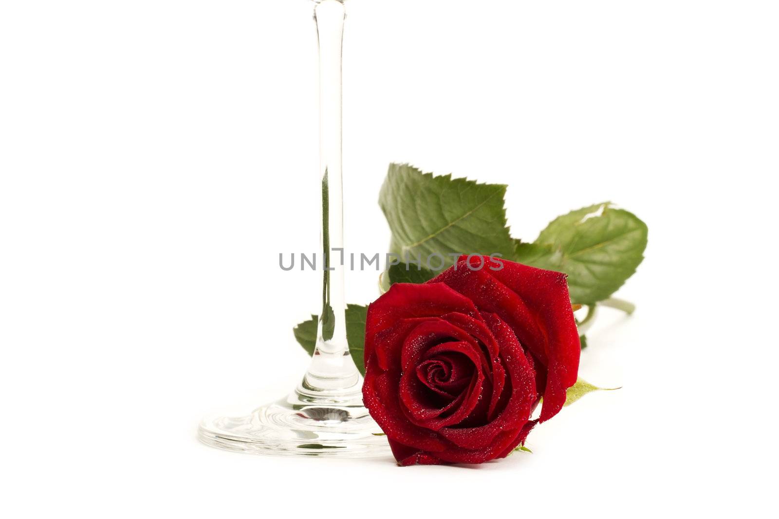 wet red rose near the bottom of a champagne glass on white background