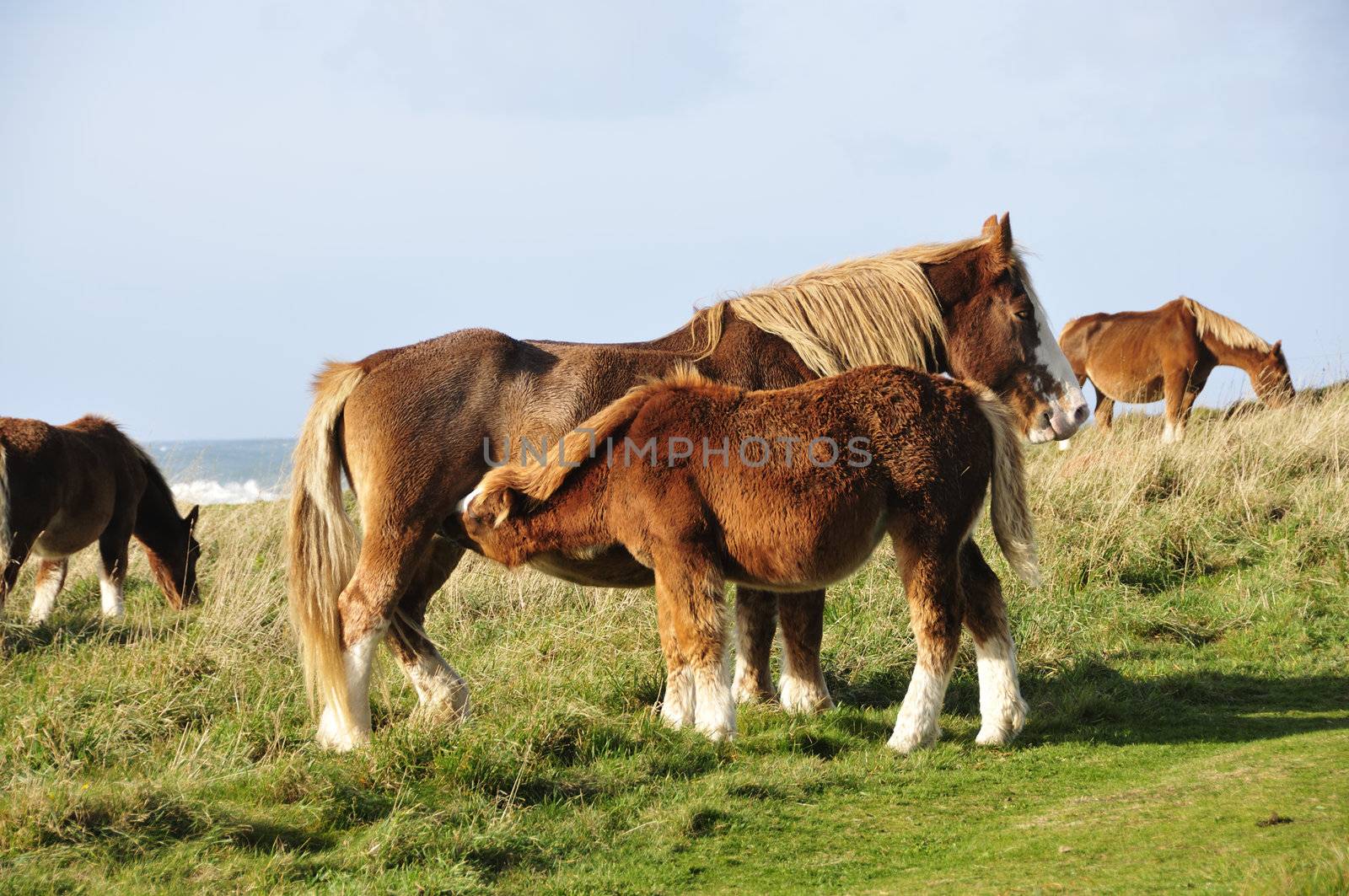 Horse suckling at the coast of Brittany