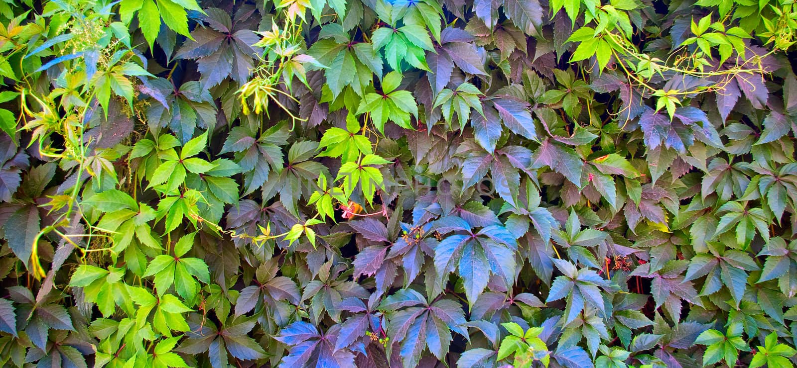 Beautiful green leaves make pattern background by H2Oshka
