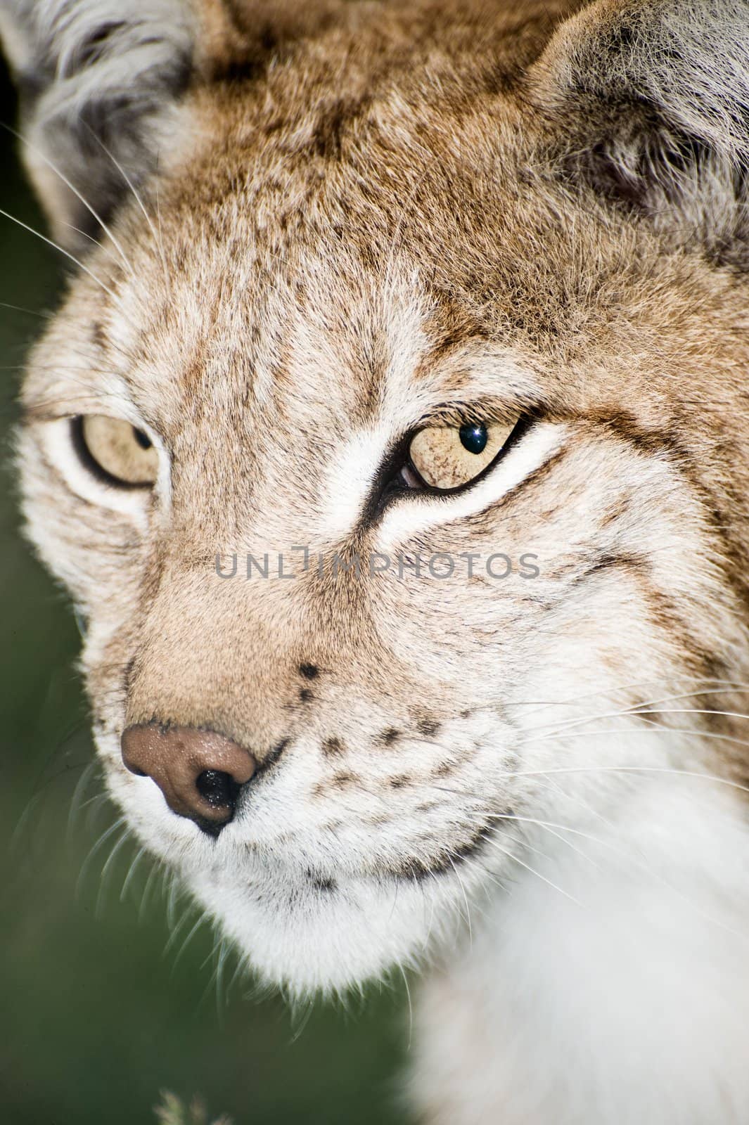 Lynx by kenneththunes
