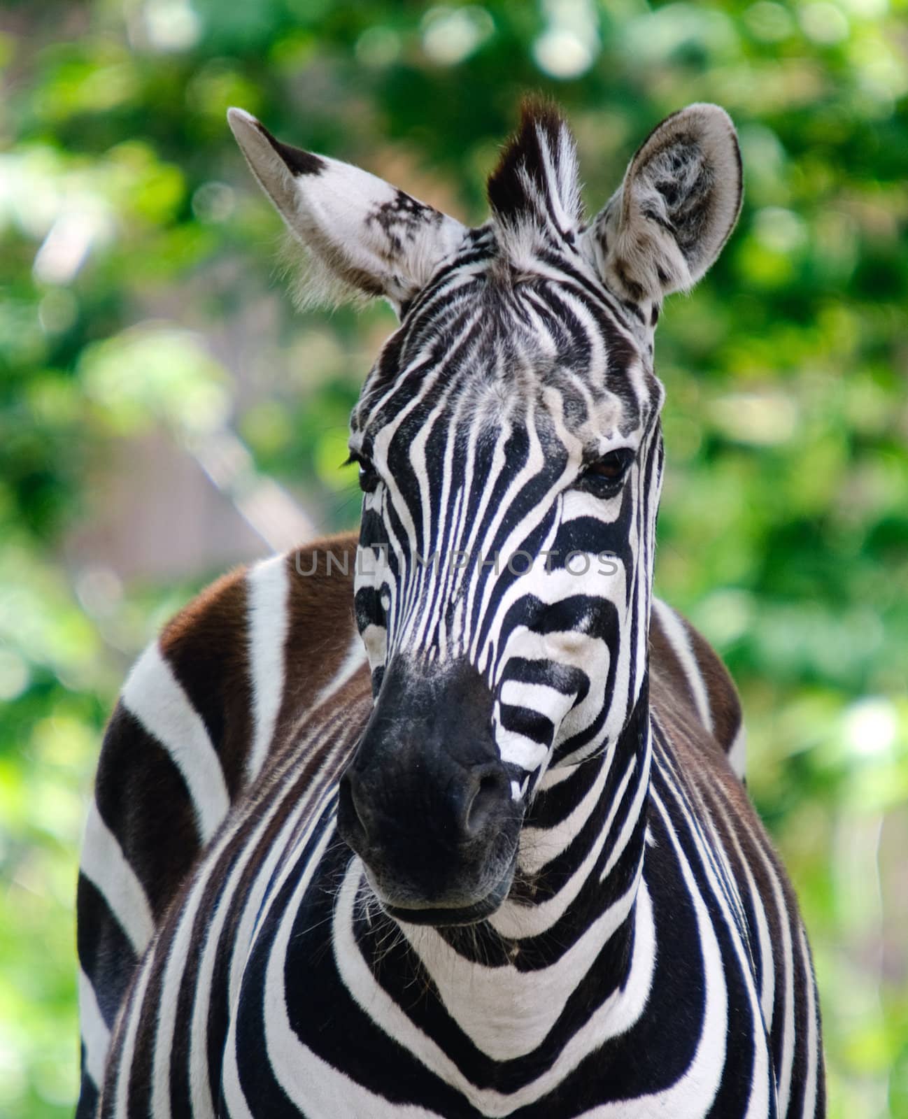 Close-up picture of a zebra on a sunny day
