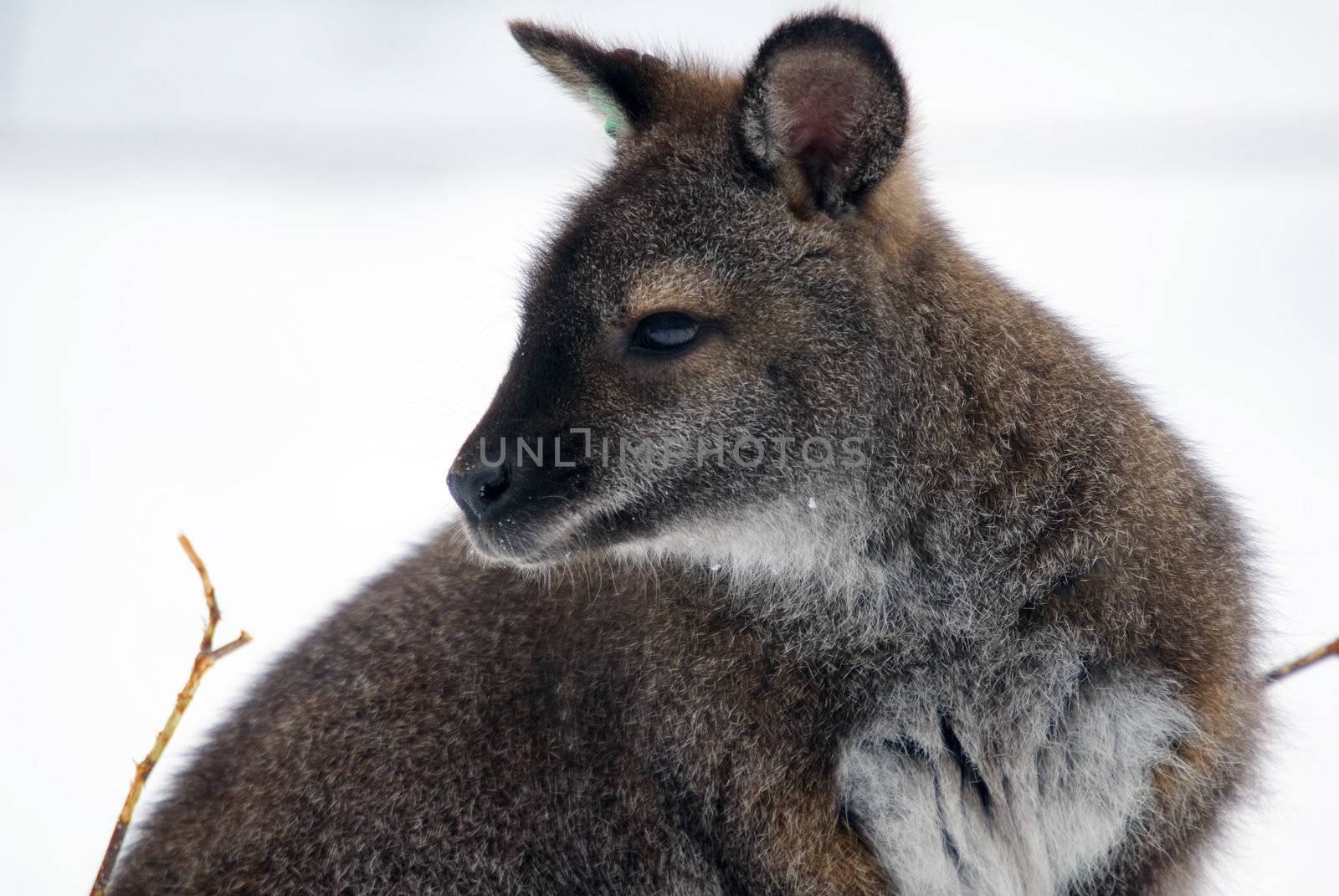 Kangaroo by nialat