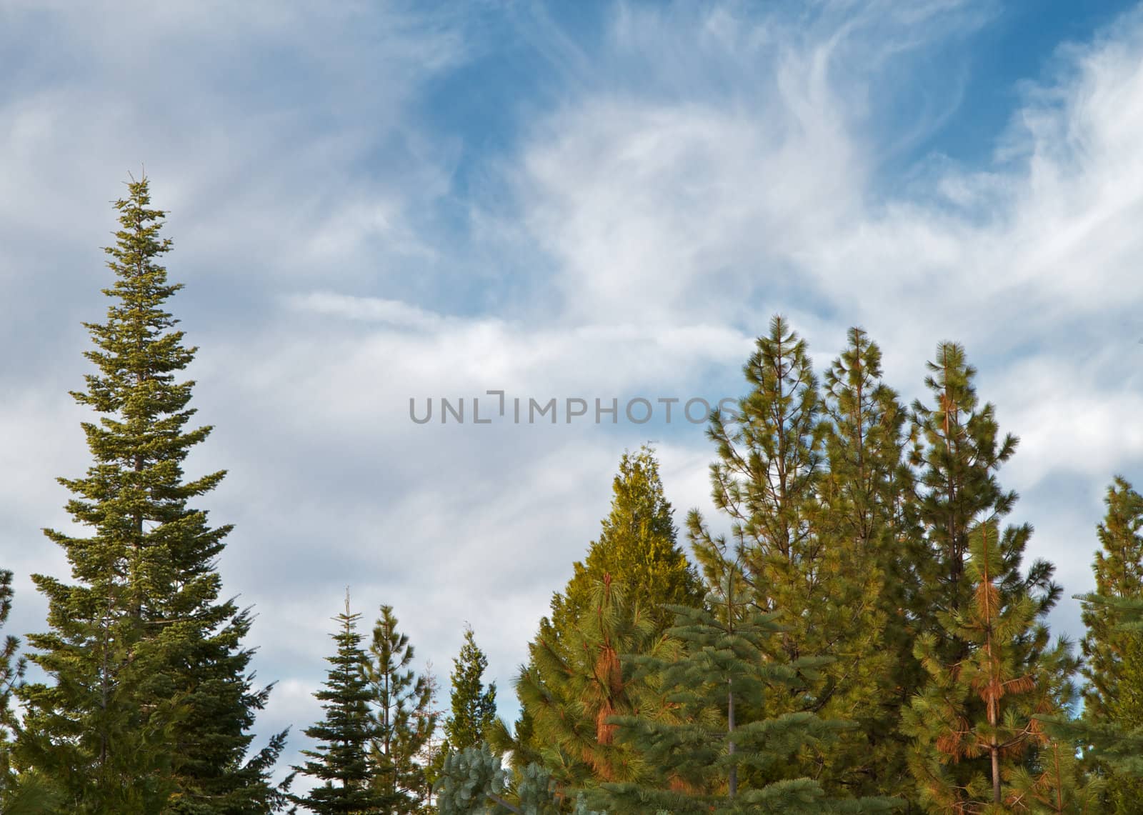 Pine Trees Blue sky by bobkeenan