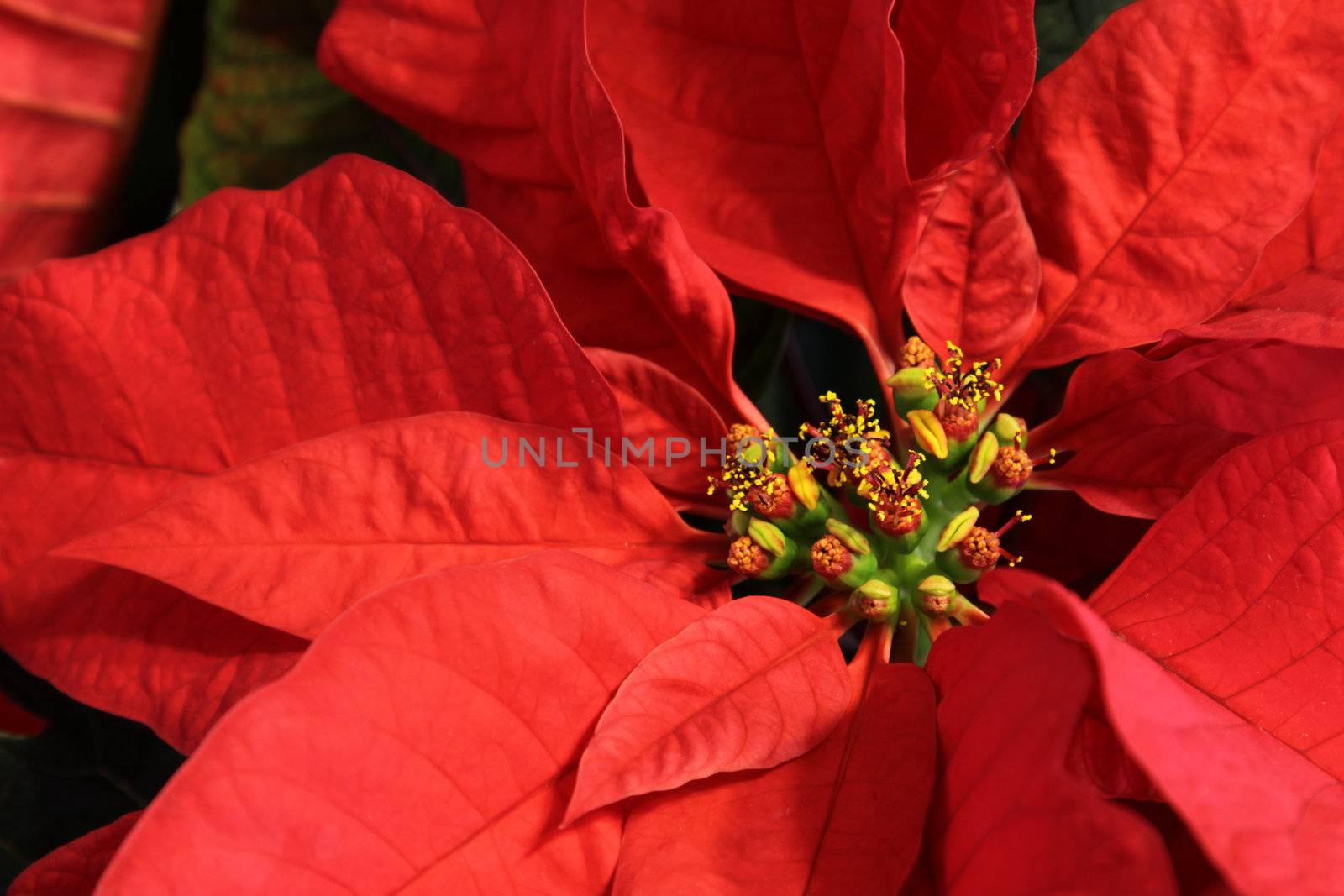 A close-up of a poinsettia flower.
