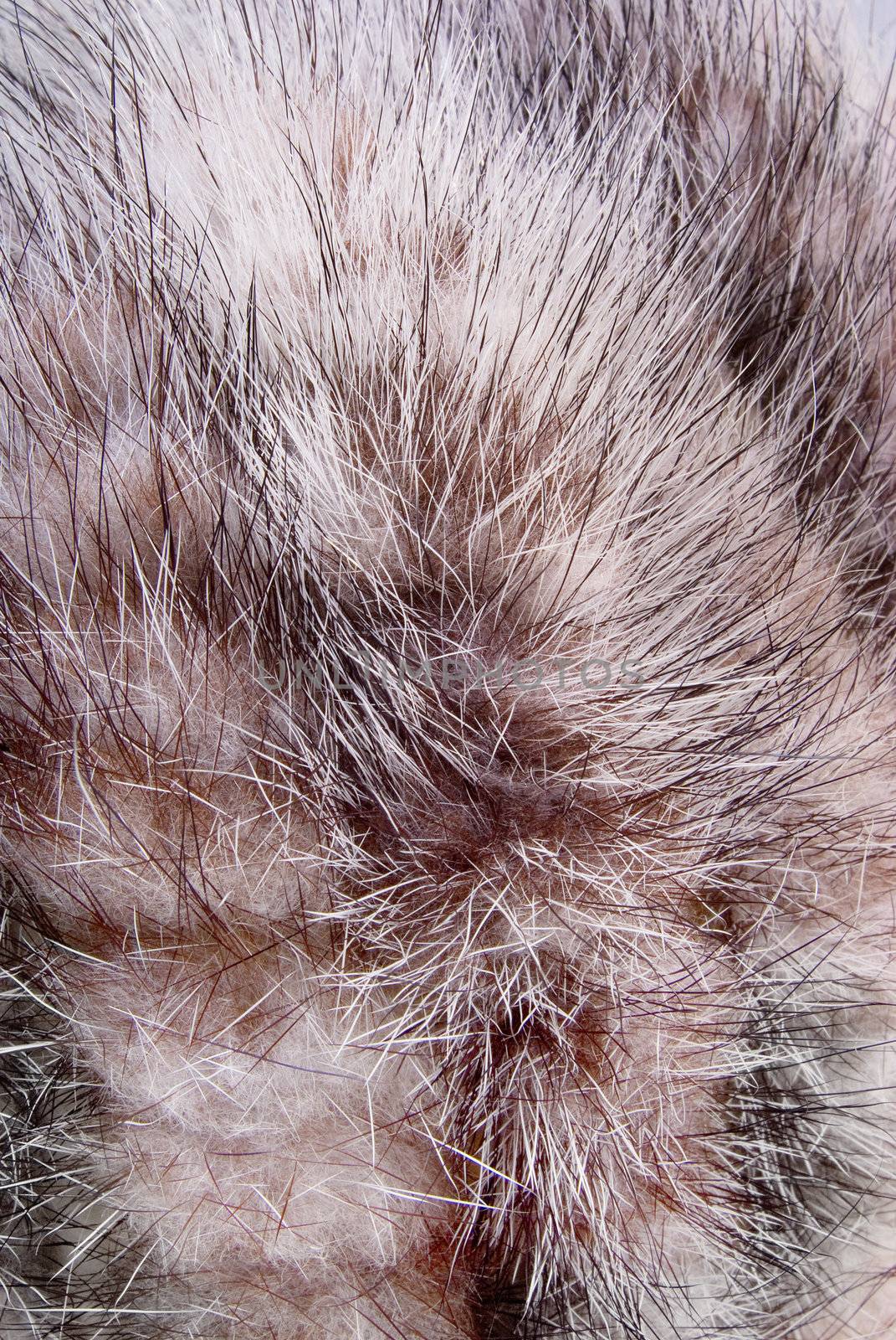 Background of fur for collages or other works of art