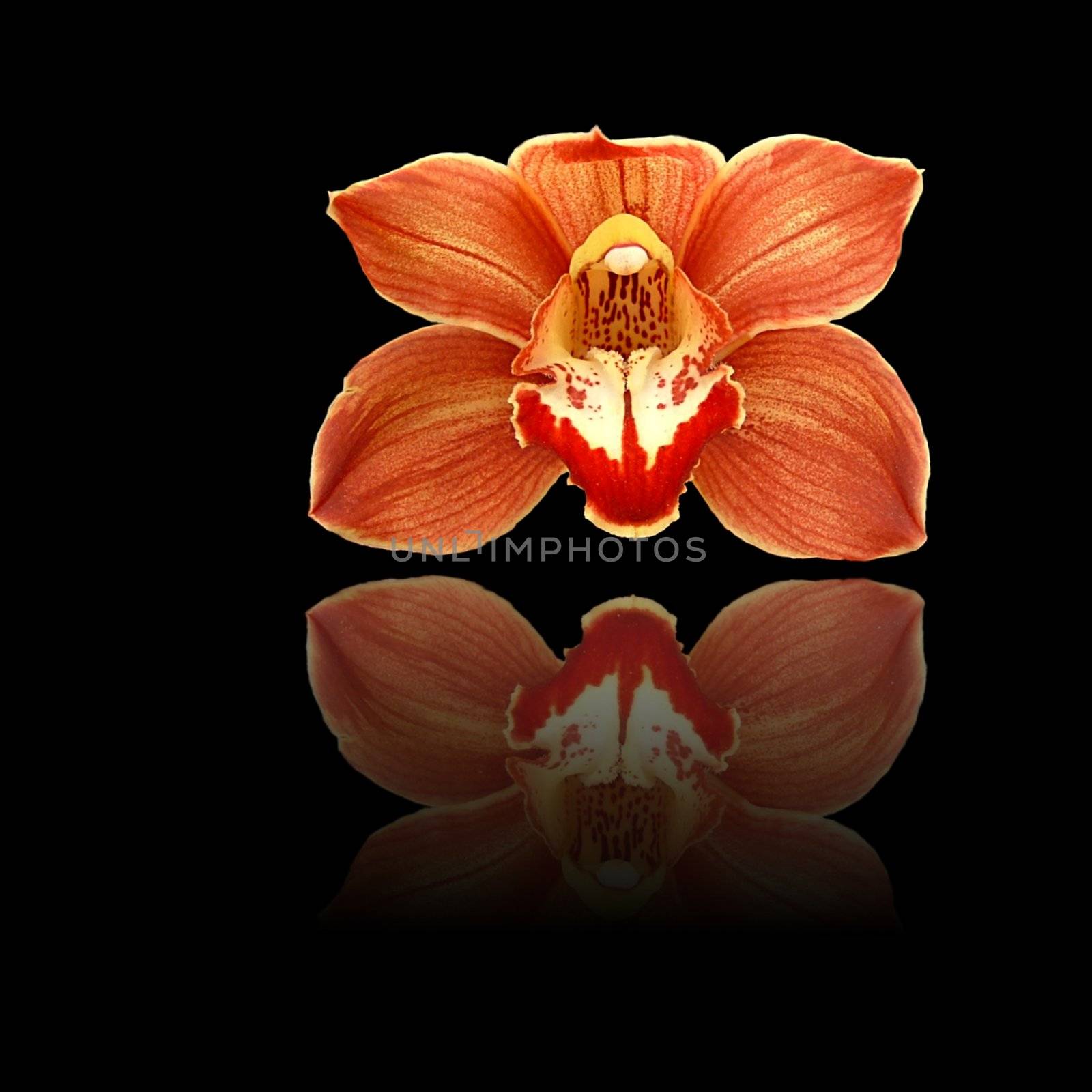Red and orange orchid on black background with reflection.