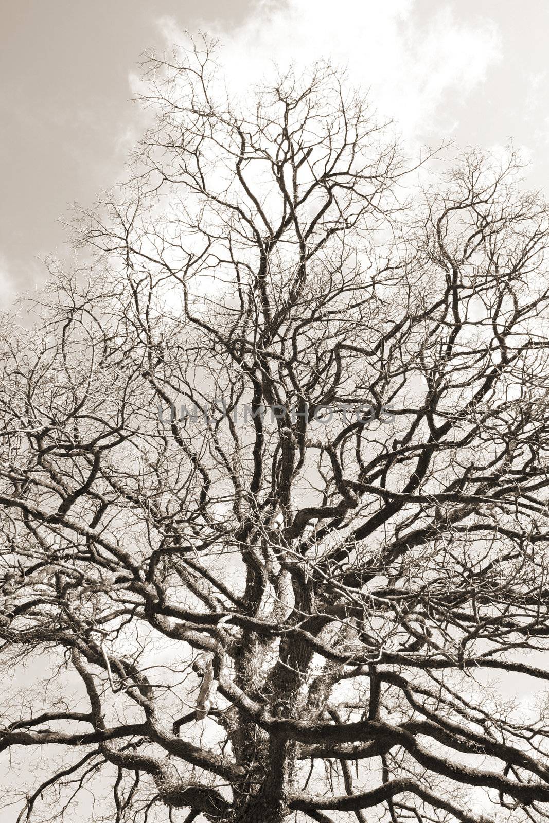 tree showing off its branches shown as a sepia tone picture