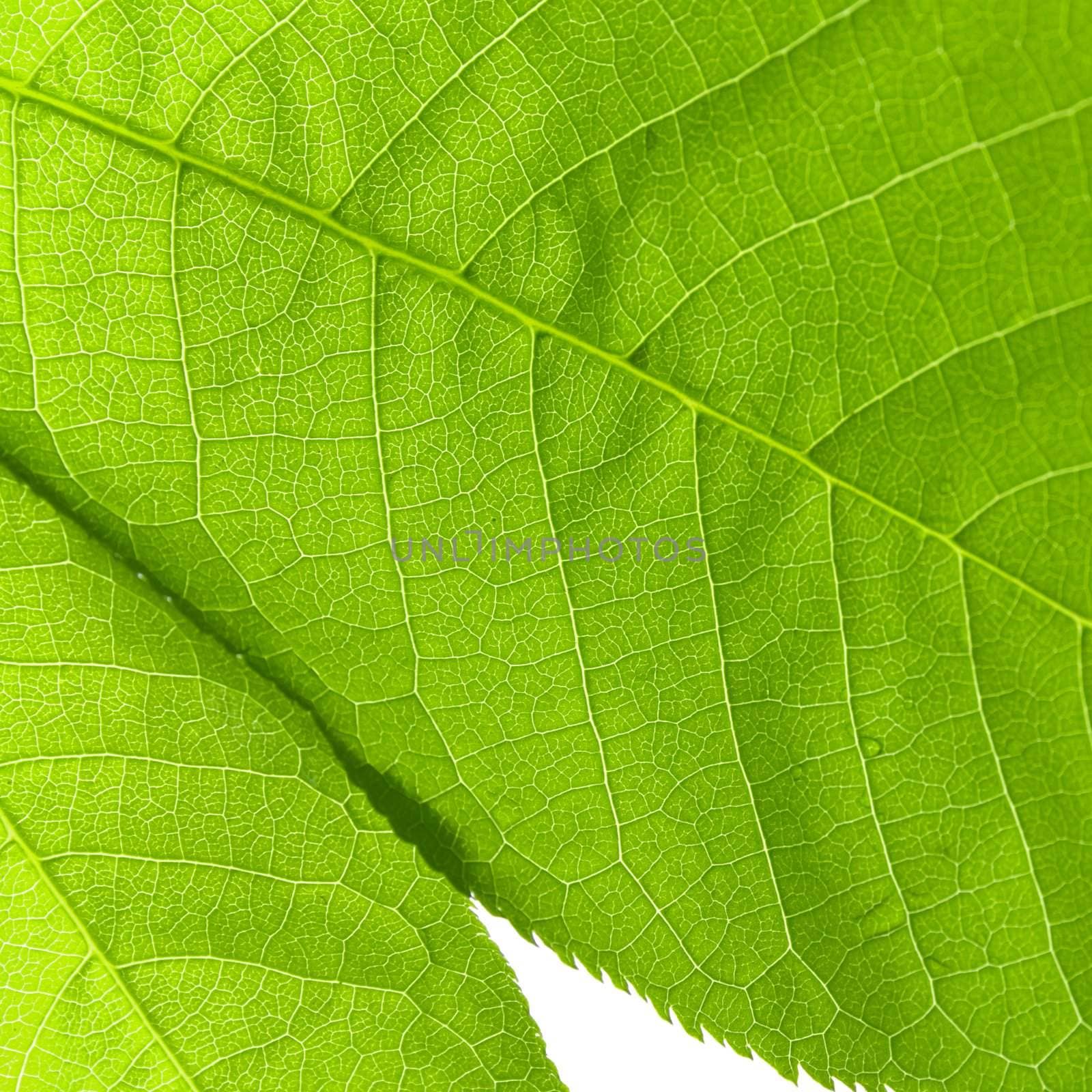 structure of a green leaf by marylooo