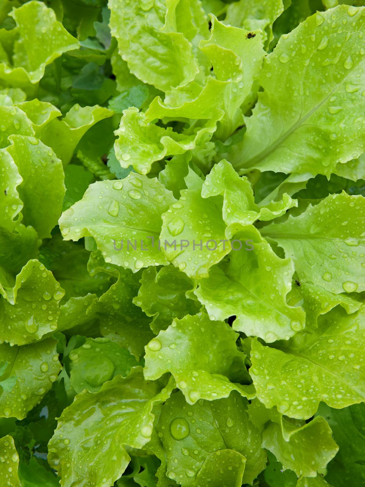 Macro shot of green salad with water droplet