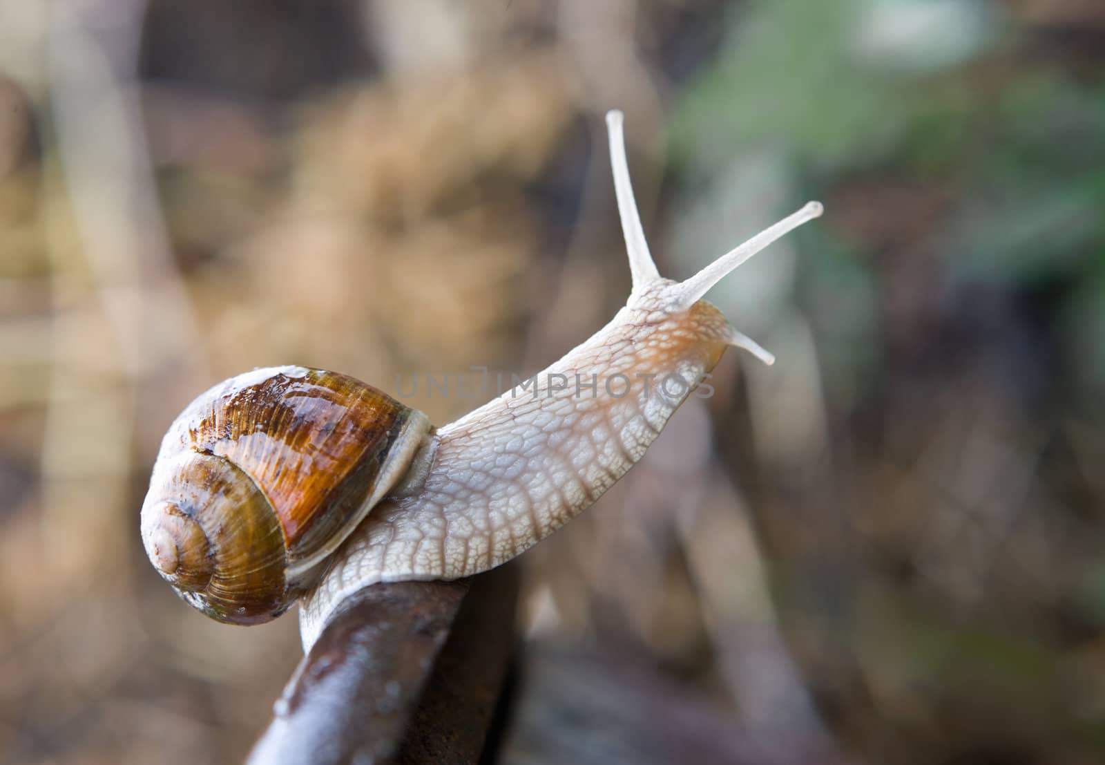 Closeup shot of small snail in the garden