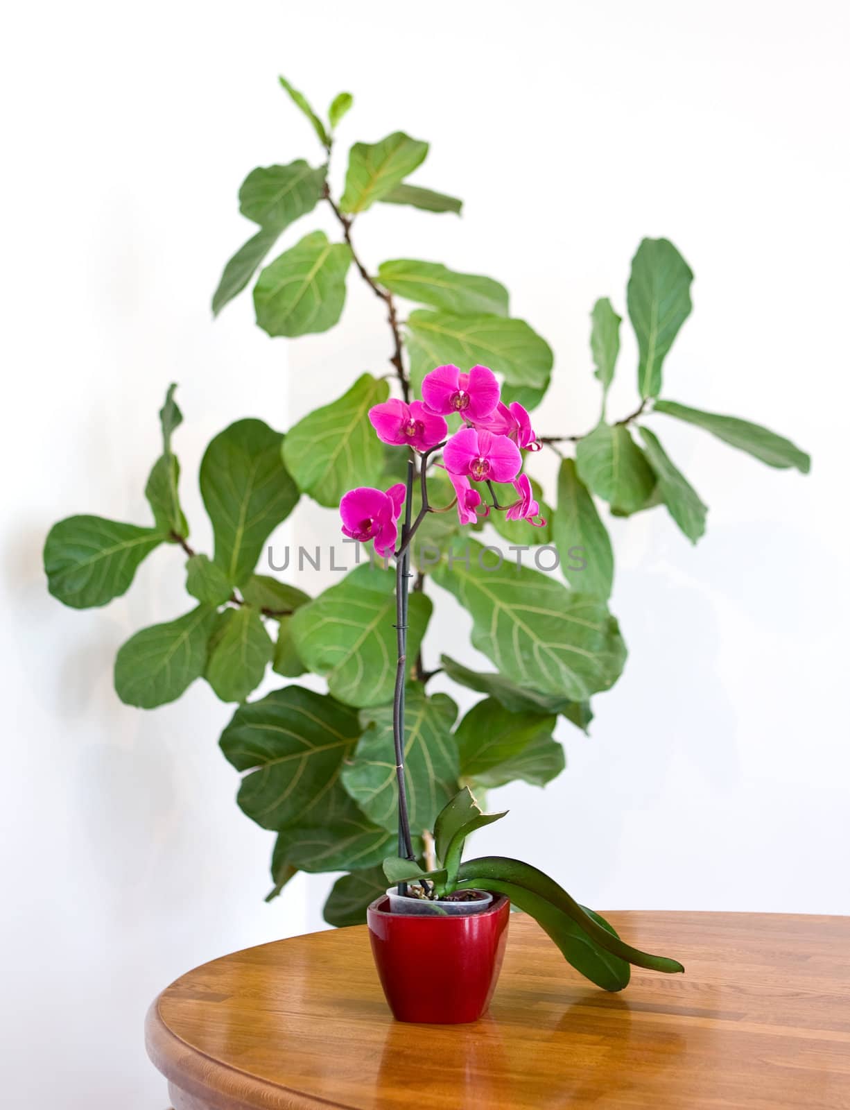 Pink orchid in flowerpot on the brown table