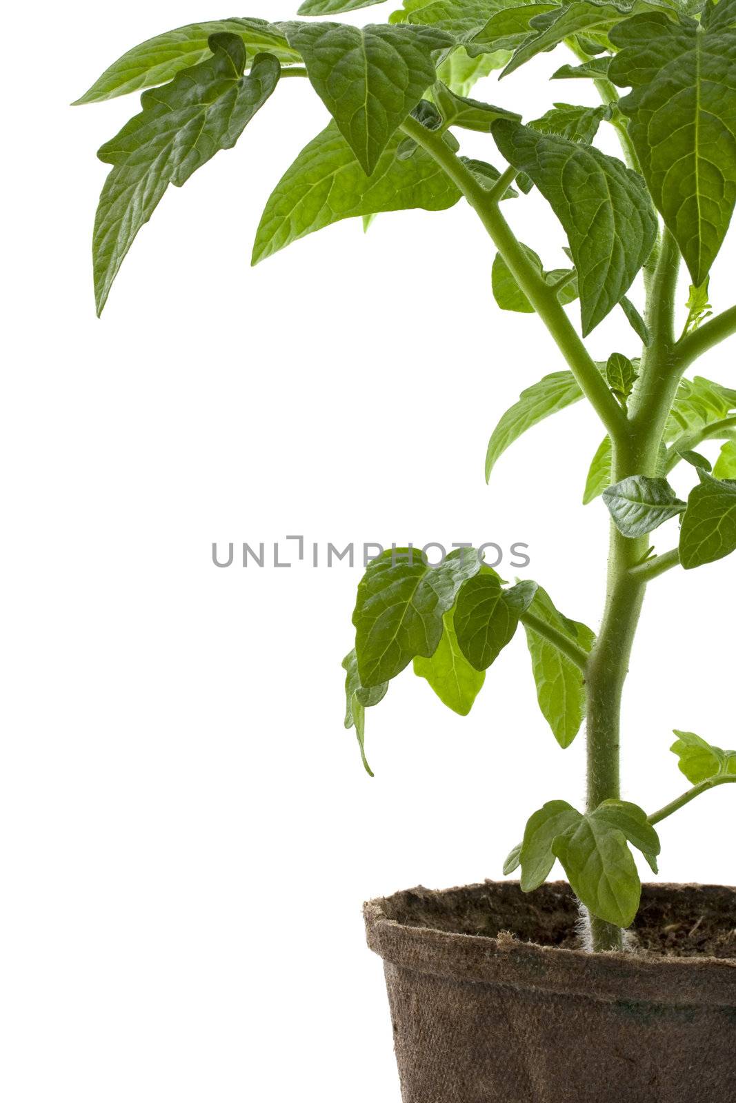 a new cherry tomato plant growing in biodegradable peat container isolated on white, copy space