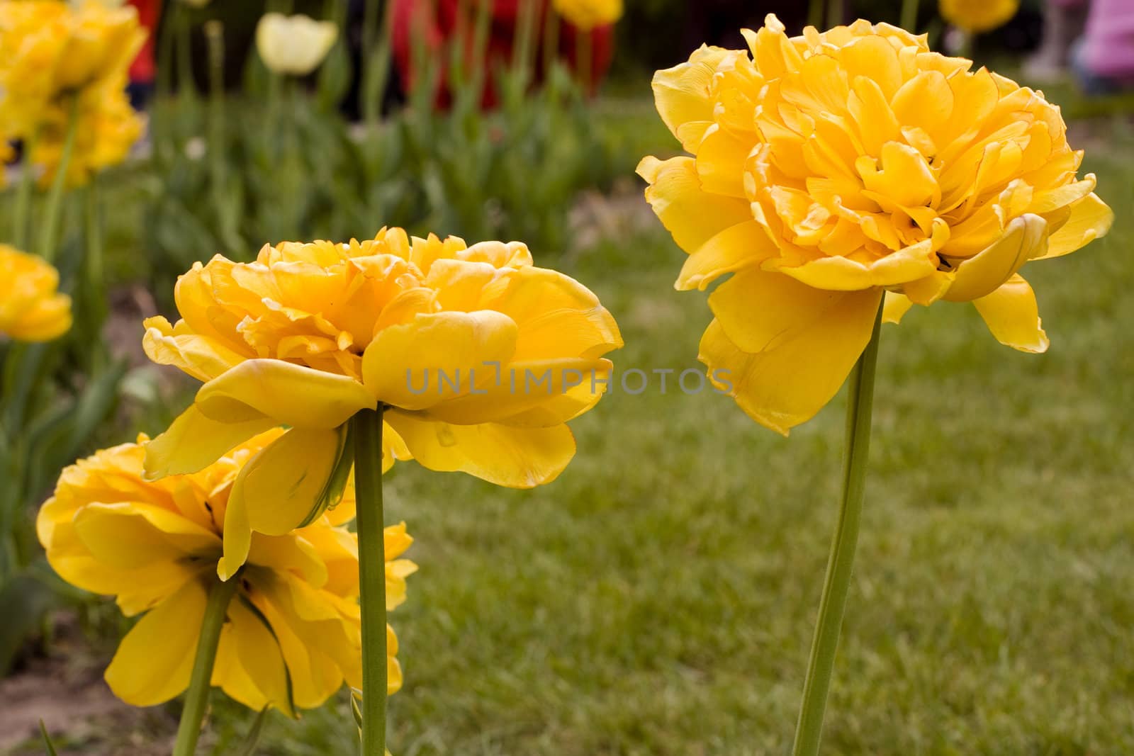 Yellow tulips and green grass in the garden 