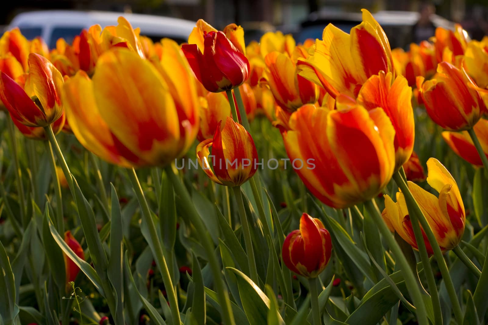 Yellow and red tulips by Jelsomina