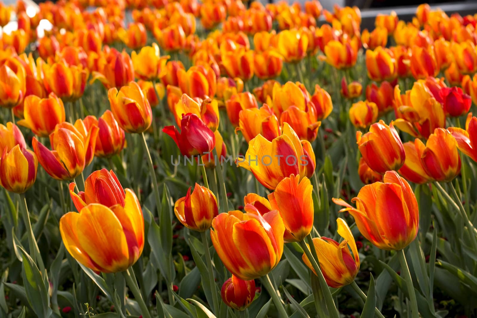 Yellow and red tulips and green grass in the garden 